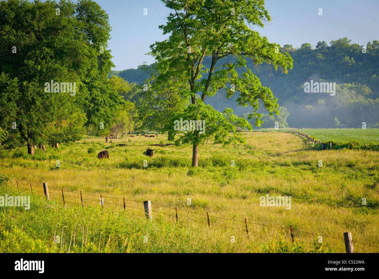 cattle in pasture along the River Bluffs Scenic Byway, Fayette County, Iowa Stock Photo