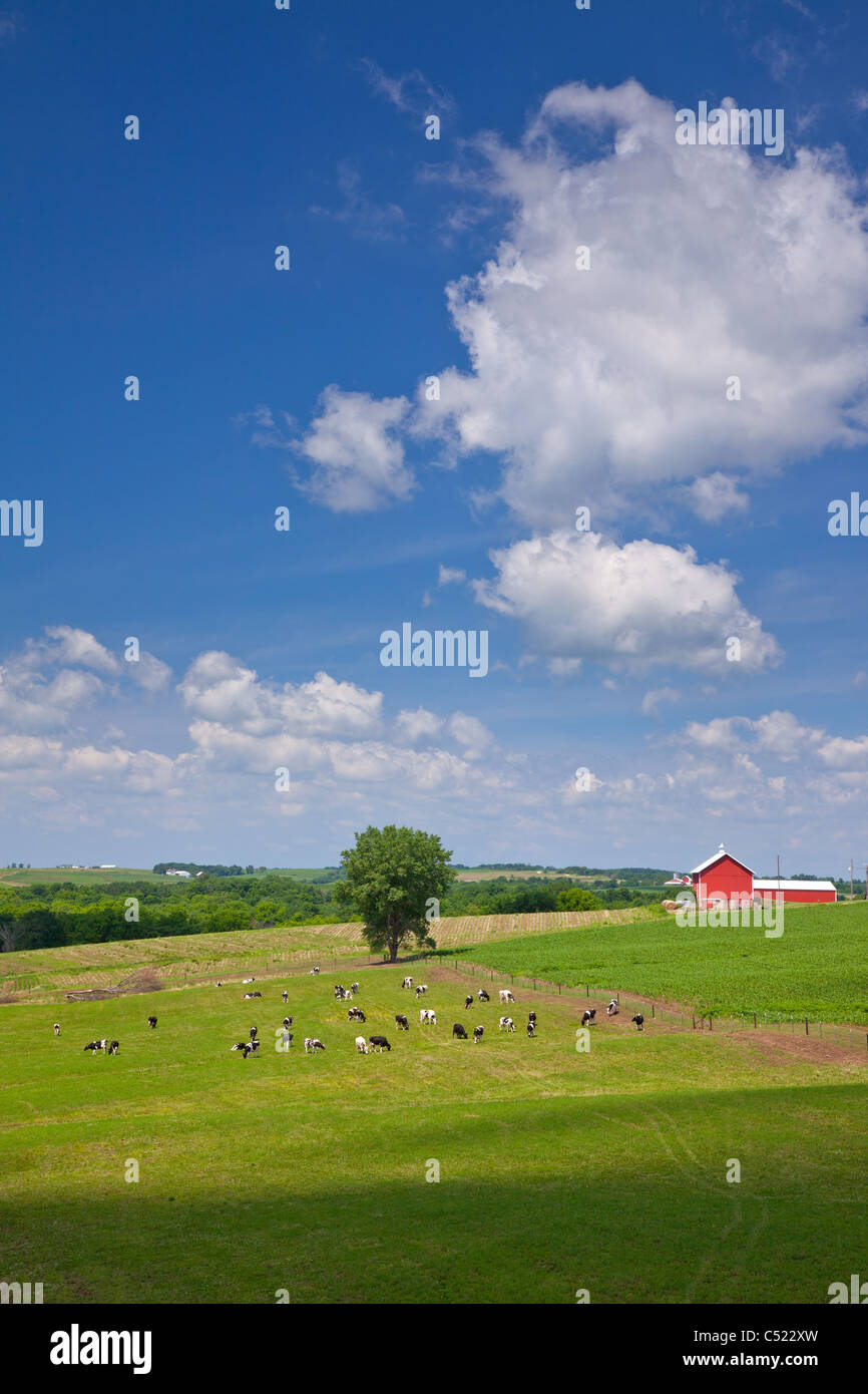 cattle in pasture along the River Bluffs Scenic Byway, Clayton County, Iowa Stock Photo