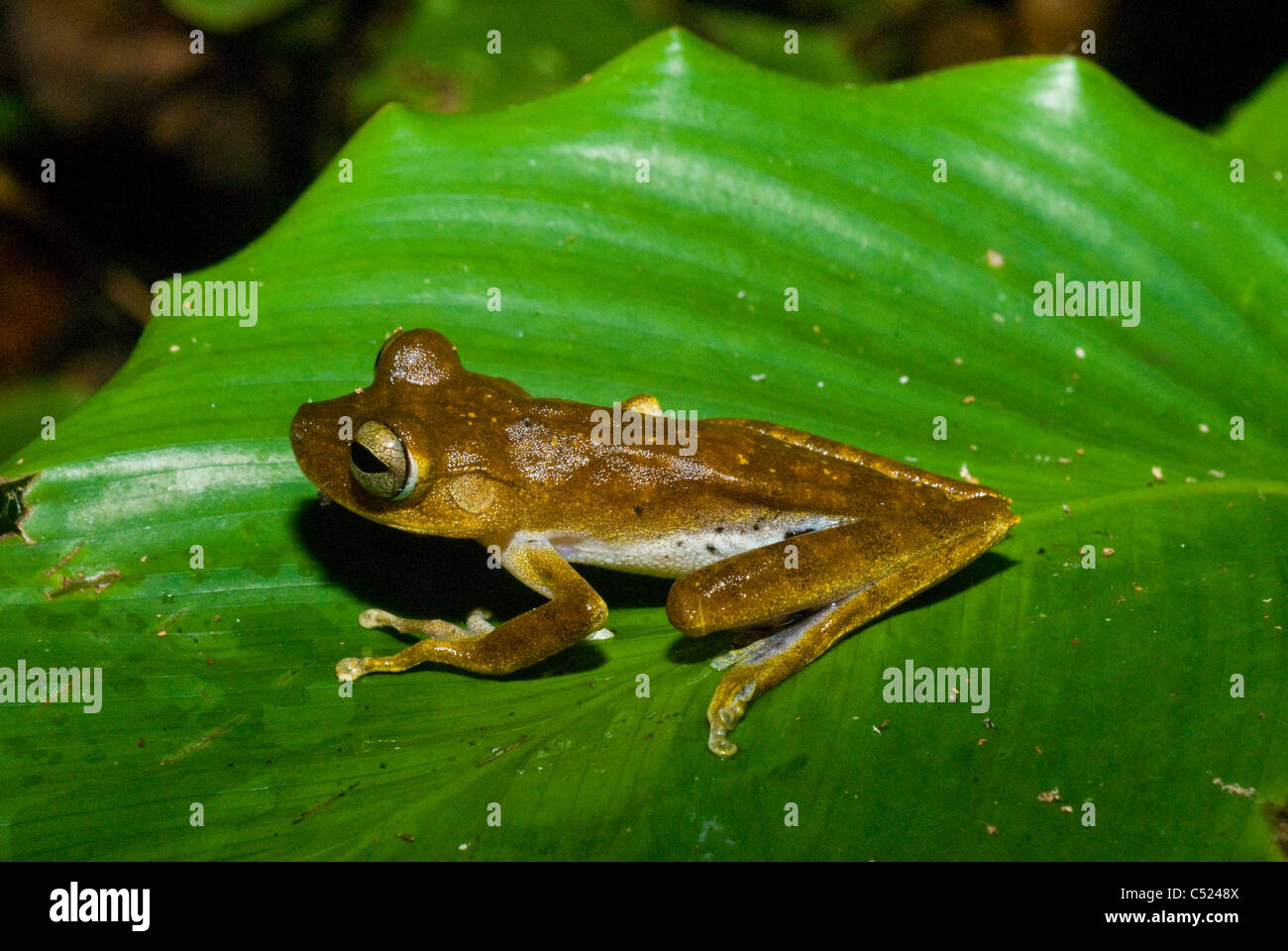 Tree frog (Hypsiboas fasciatus); Amazon rainforest, Loreto, Peru Stock Photo Alamy