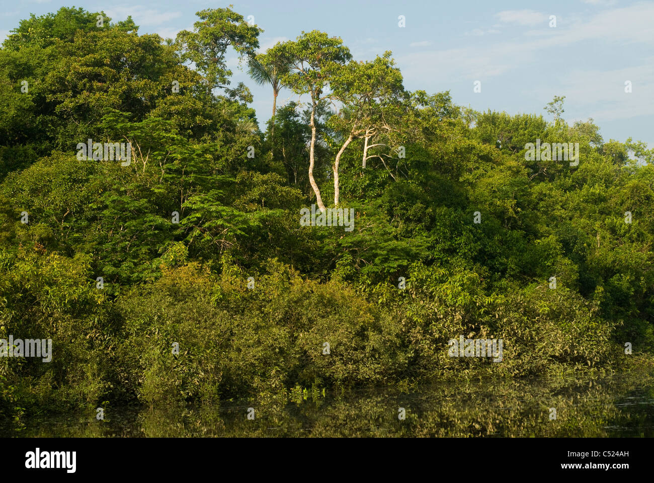 Amazon rainforest; Loreto, Peru Stock Photo - Alamy