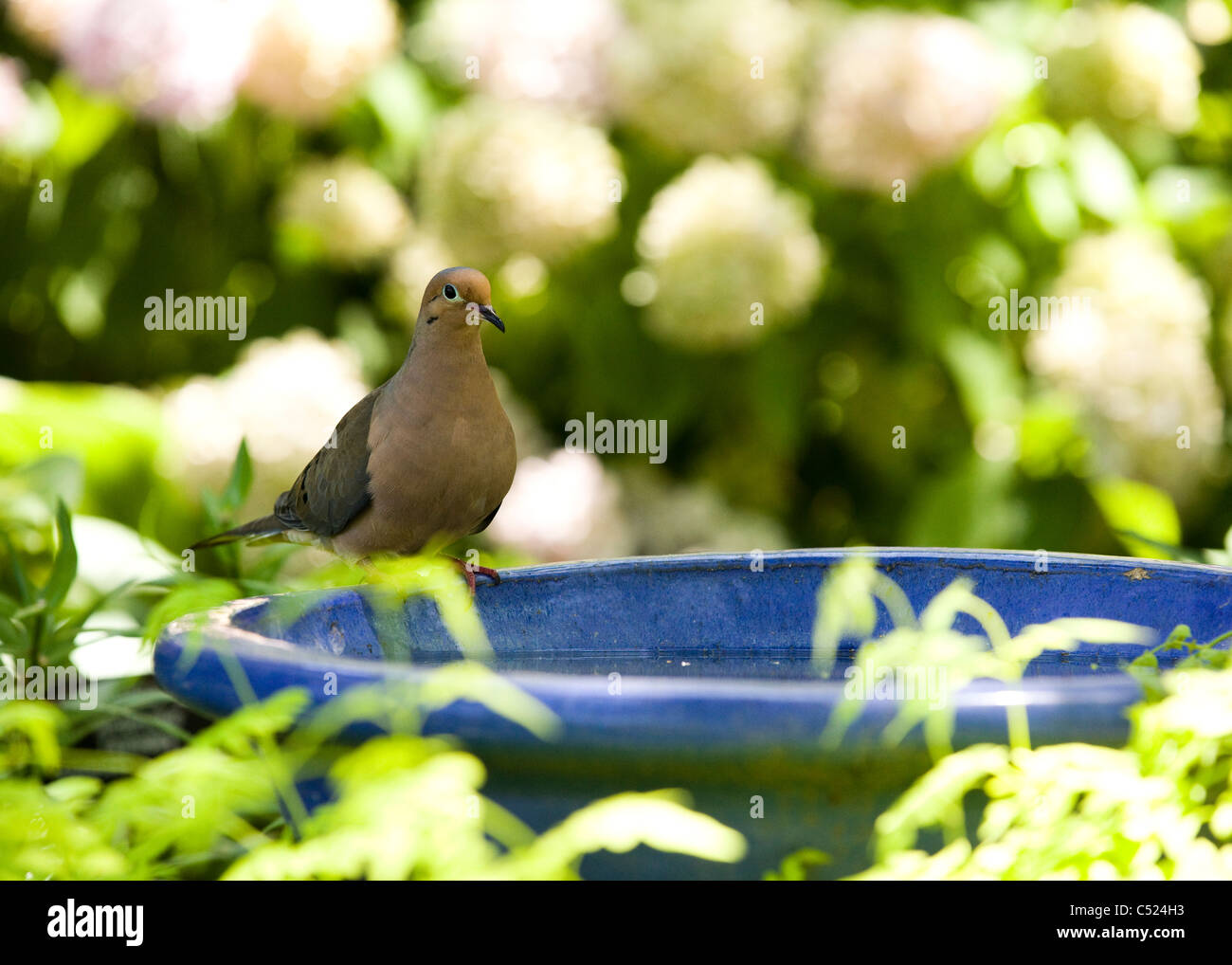 Mourning dove (Zenaida macroura) sitting on bird bath - Maryland USA ...
