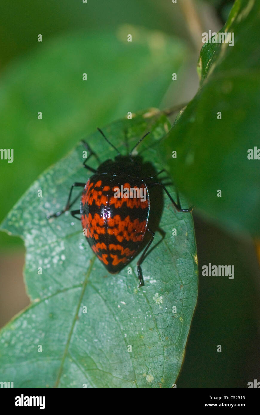 Pleasing fungus beetle (Erotylus sp.); Amazon rainforest, Loreto, Peru Stock Photo