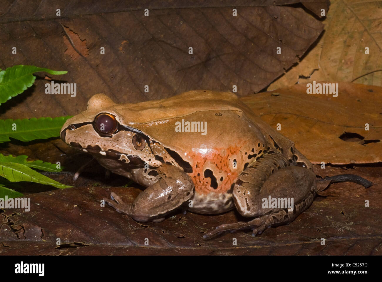 Smoky jungle frog (Leptodactylus pentadactylus) in Amazon rain forest