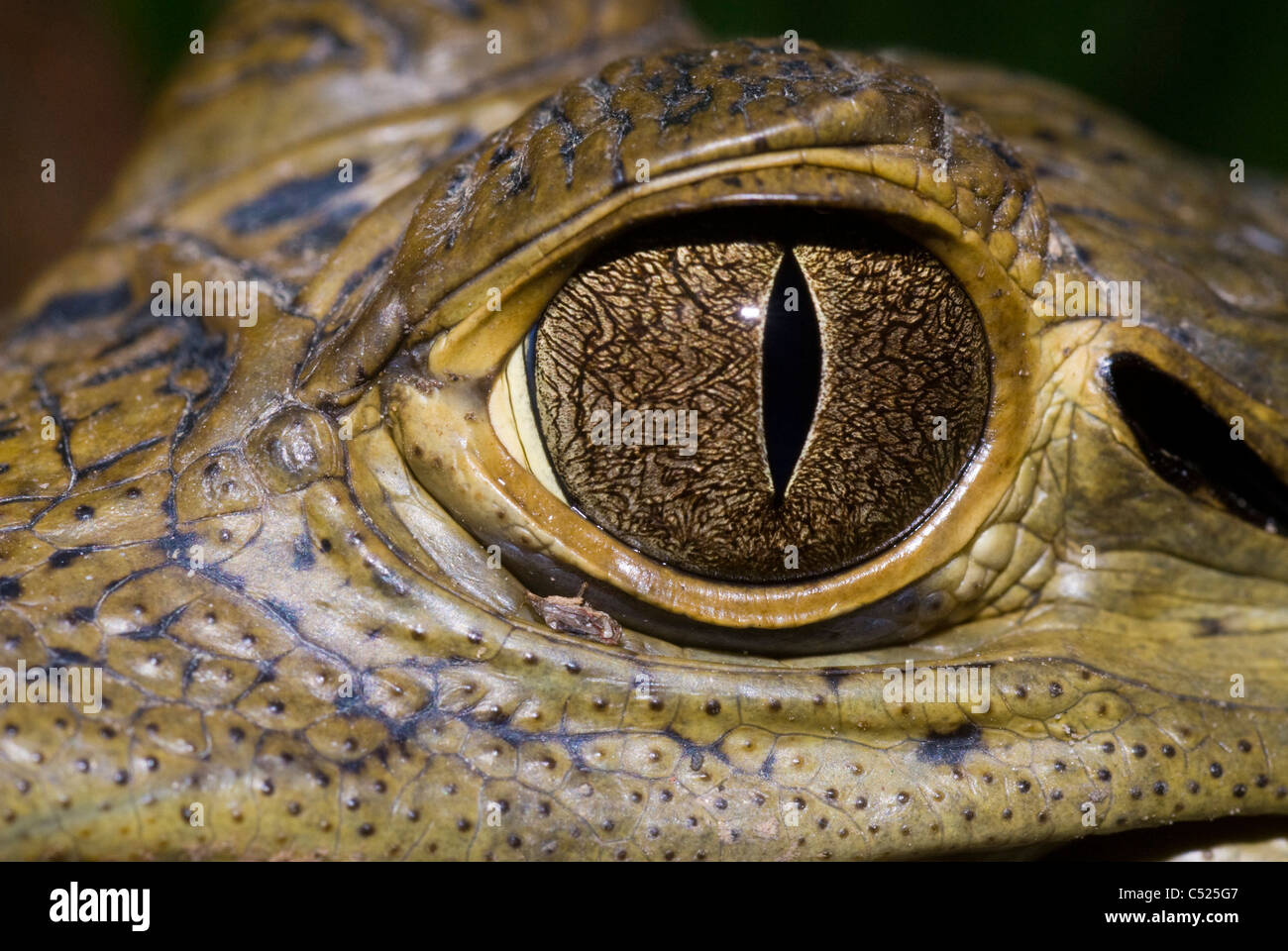 Eye of spectacled caiman (Caiman crocodilus) on Rio El Tigre in Loreto Peru Stock Photo