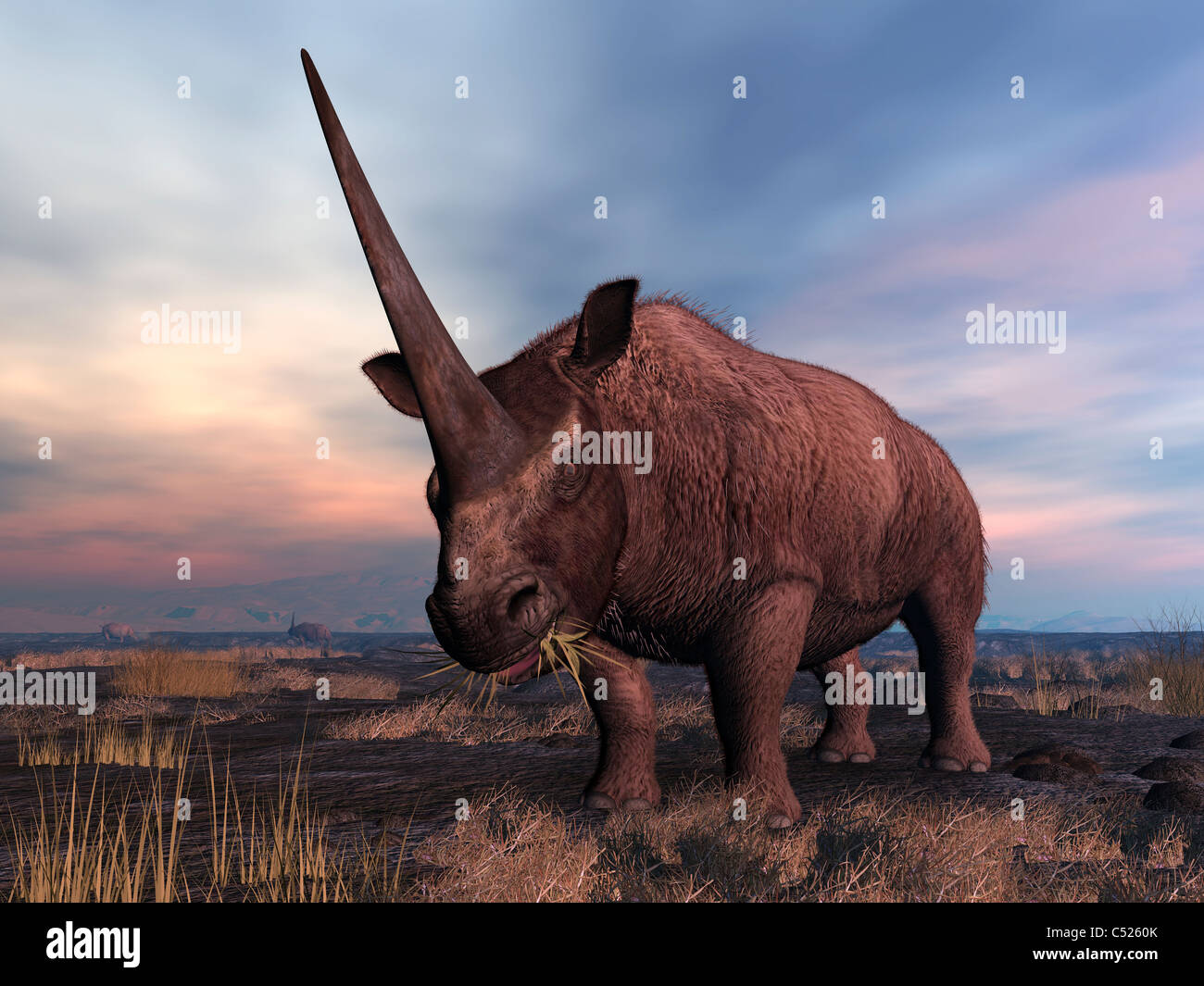 An Elasmotherium grazing. Stock Photo