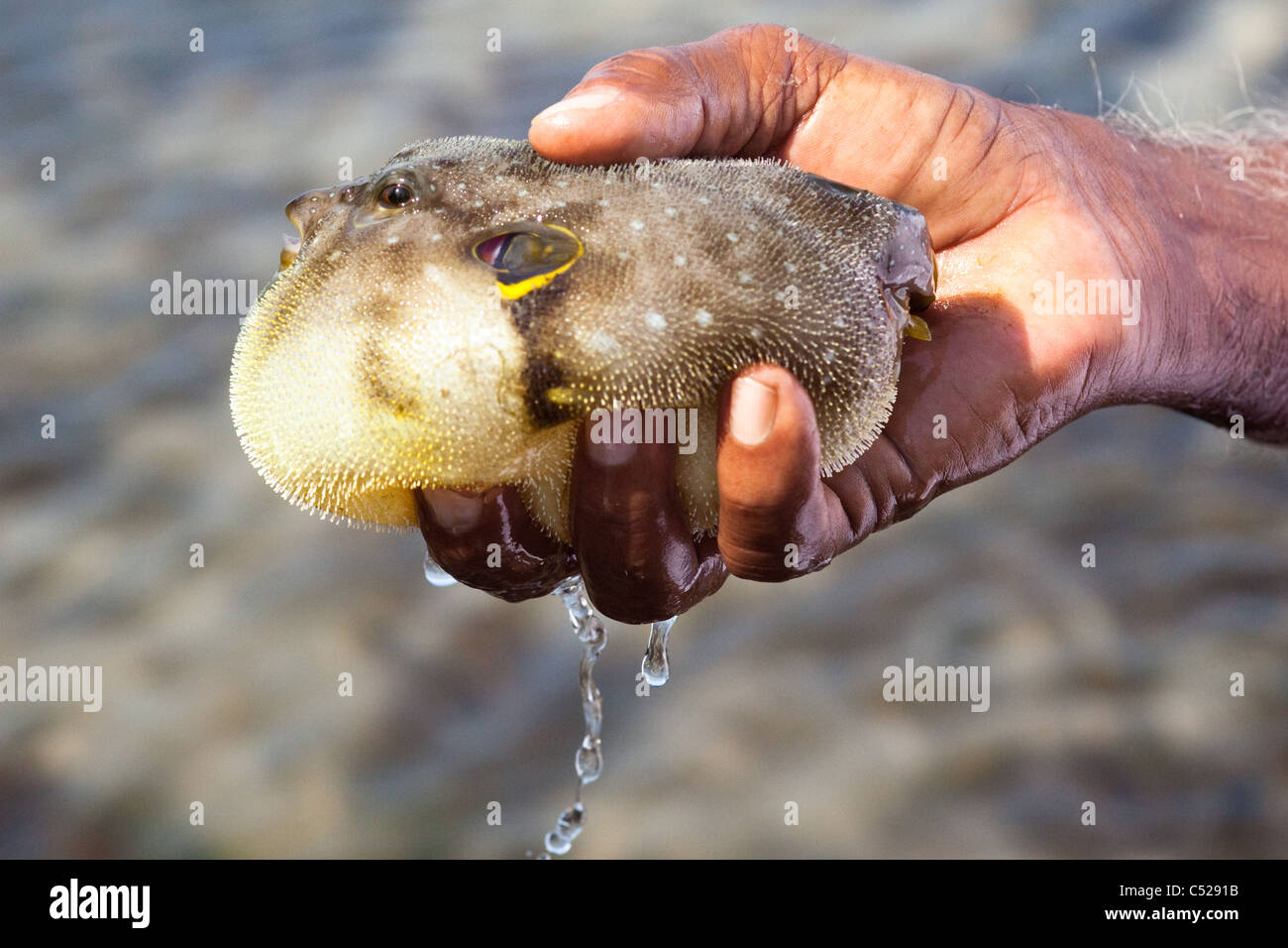 Man holding a puffer fish Stock Photo