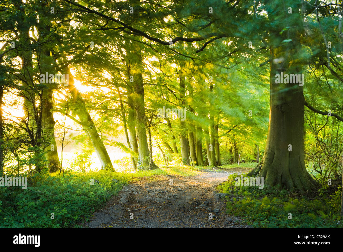 Track through beech woods, near East Clandon, North Downs, Surrey, UK. Stock Photo