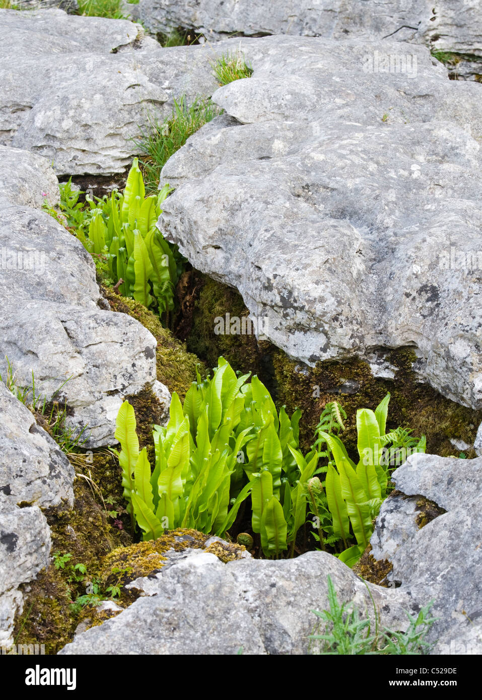 Harts Tongue Fern, Asplenium scolopendrium, growing in limestone pavement, Yorkshire, UK Stock Photo