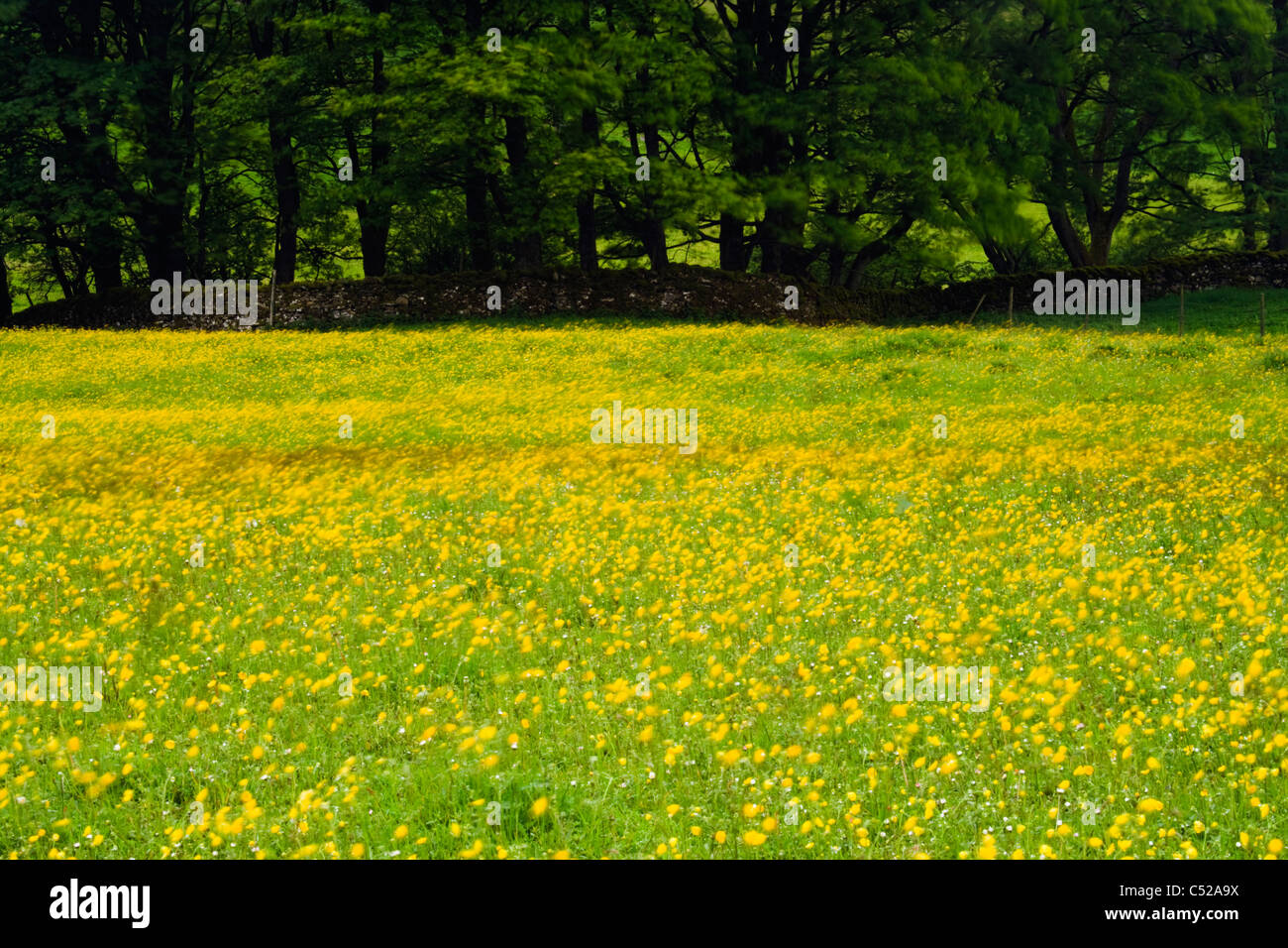 Windblown buttercups in field, Yorkshire Dales National Park, Yorkshire, UK. Stock Photo