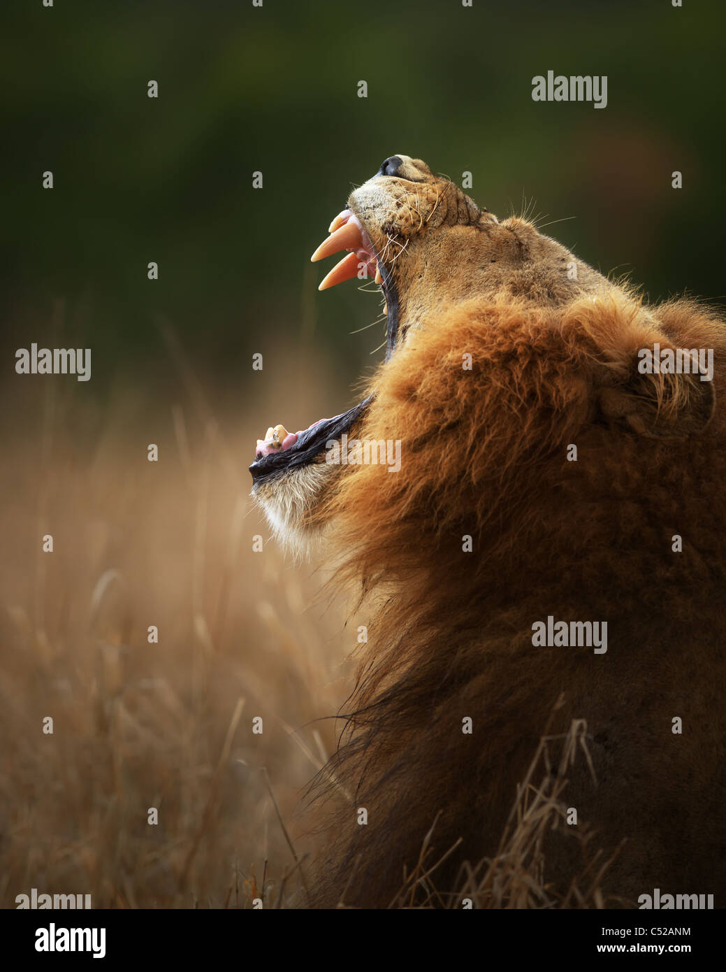 Lion displays dangerous teeth when yawning - Kruger National Park - South Africa Stock Photo