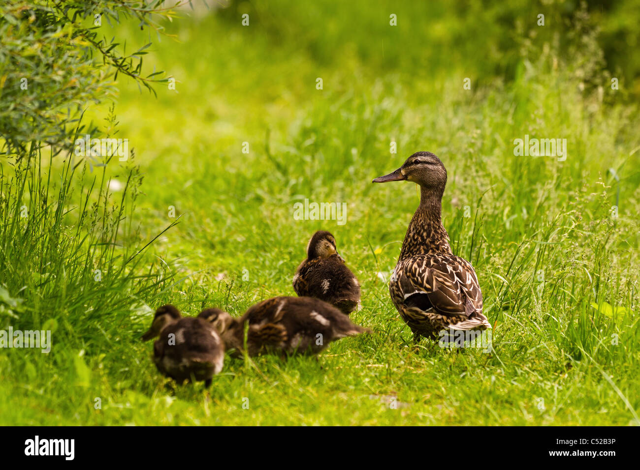 mallard duck and baby ducklings Stock Photo