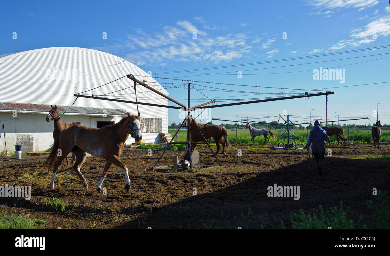 training thoroughbred horses in alberta canada Stock Photo Alamy