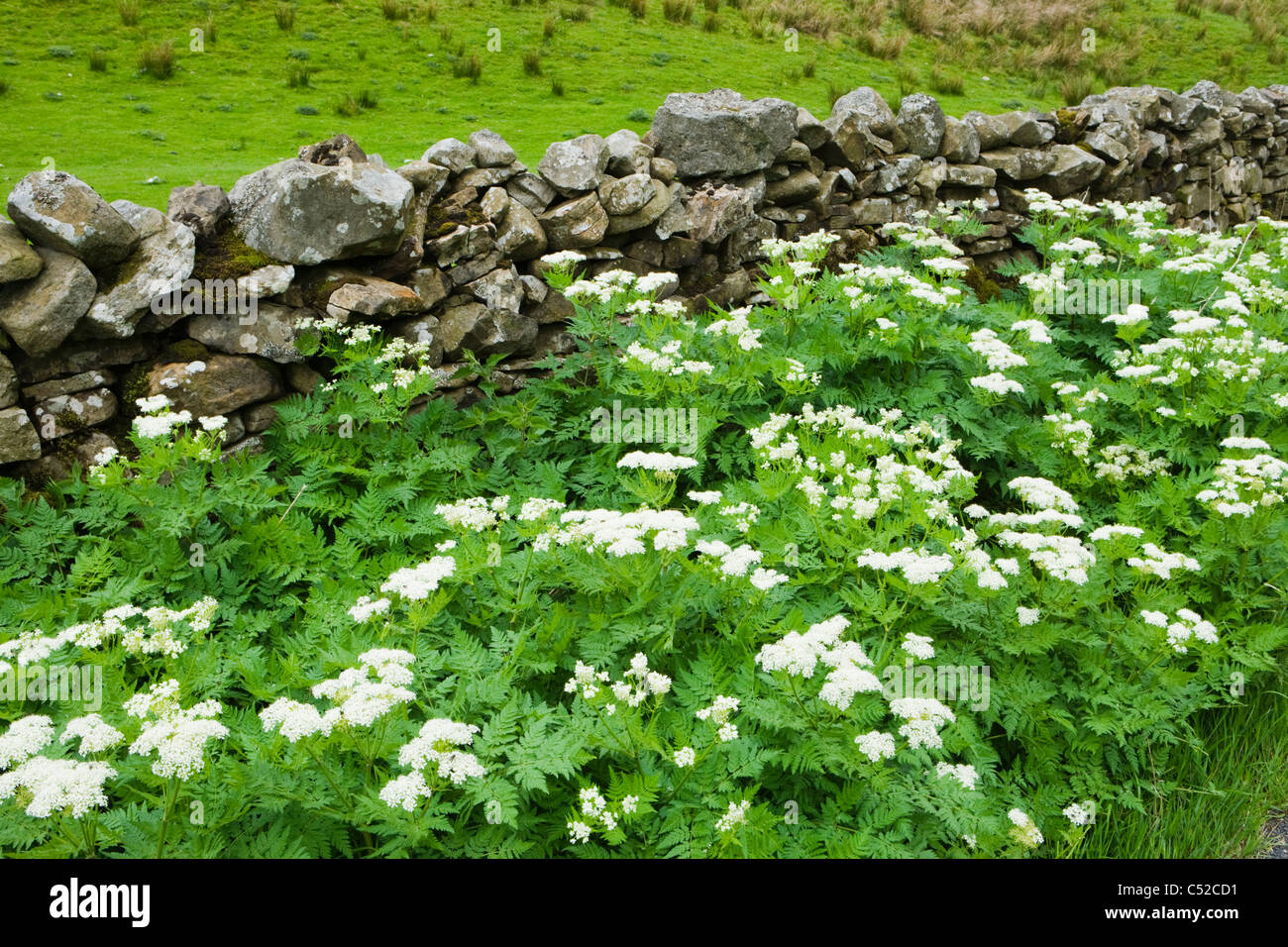 Sweet Cicely, Myrrhis odorata. Yorkshire, UK. Stock Photo