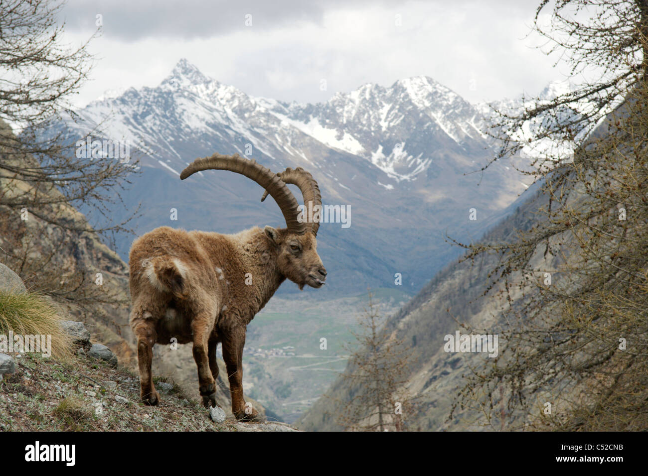 Alpine ibex (Capra ibex Stock Photo Alamy