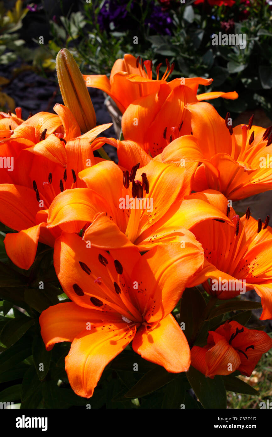 LILIUM TRESOR. LILY. Stock Photo