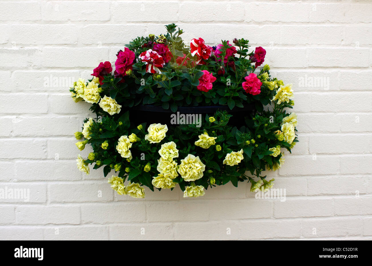 PETUNIAS GROWING IN A WALL BASKET. Stock Photo