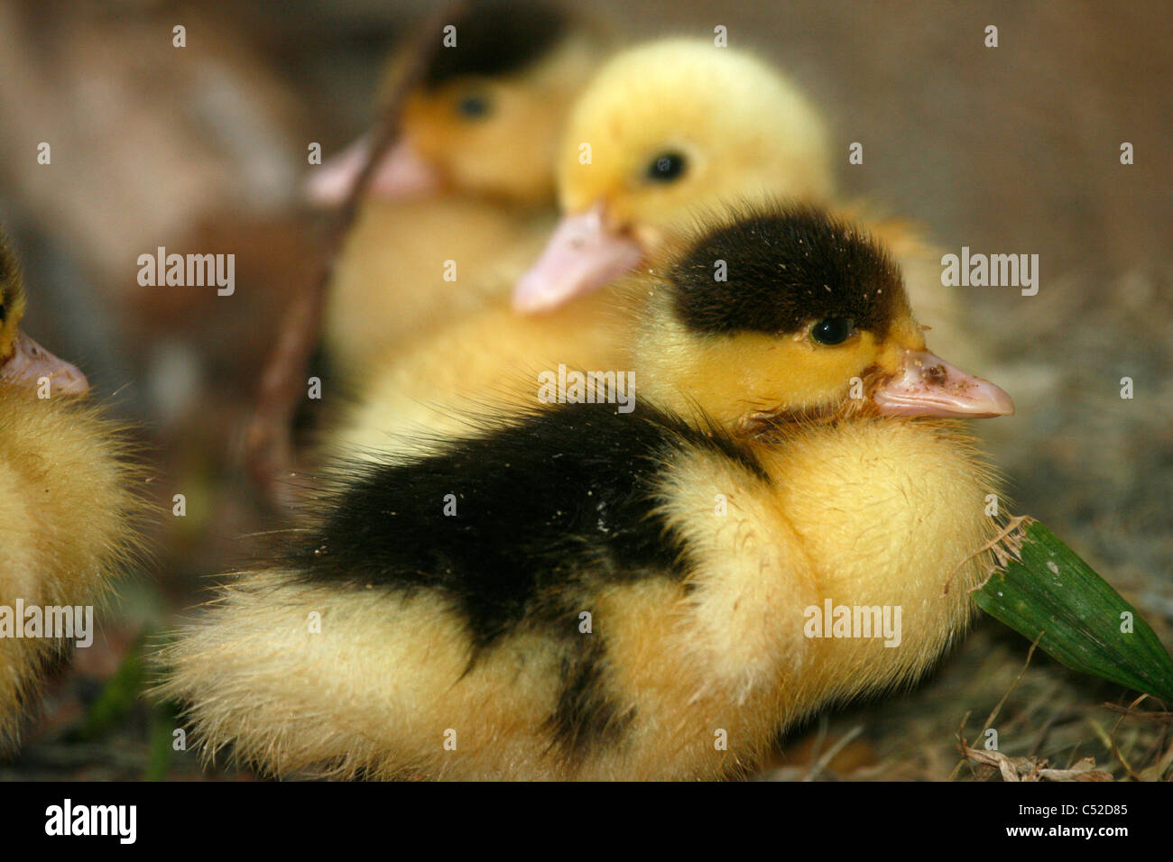 Young Muscovy ducklings (Cairina moschata) Stock Photo