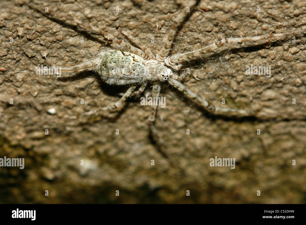 Spider well camouflaged against a wall, Uganda Stock Photo