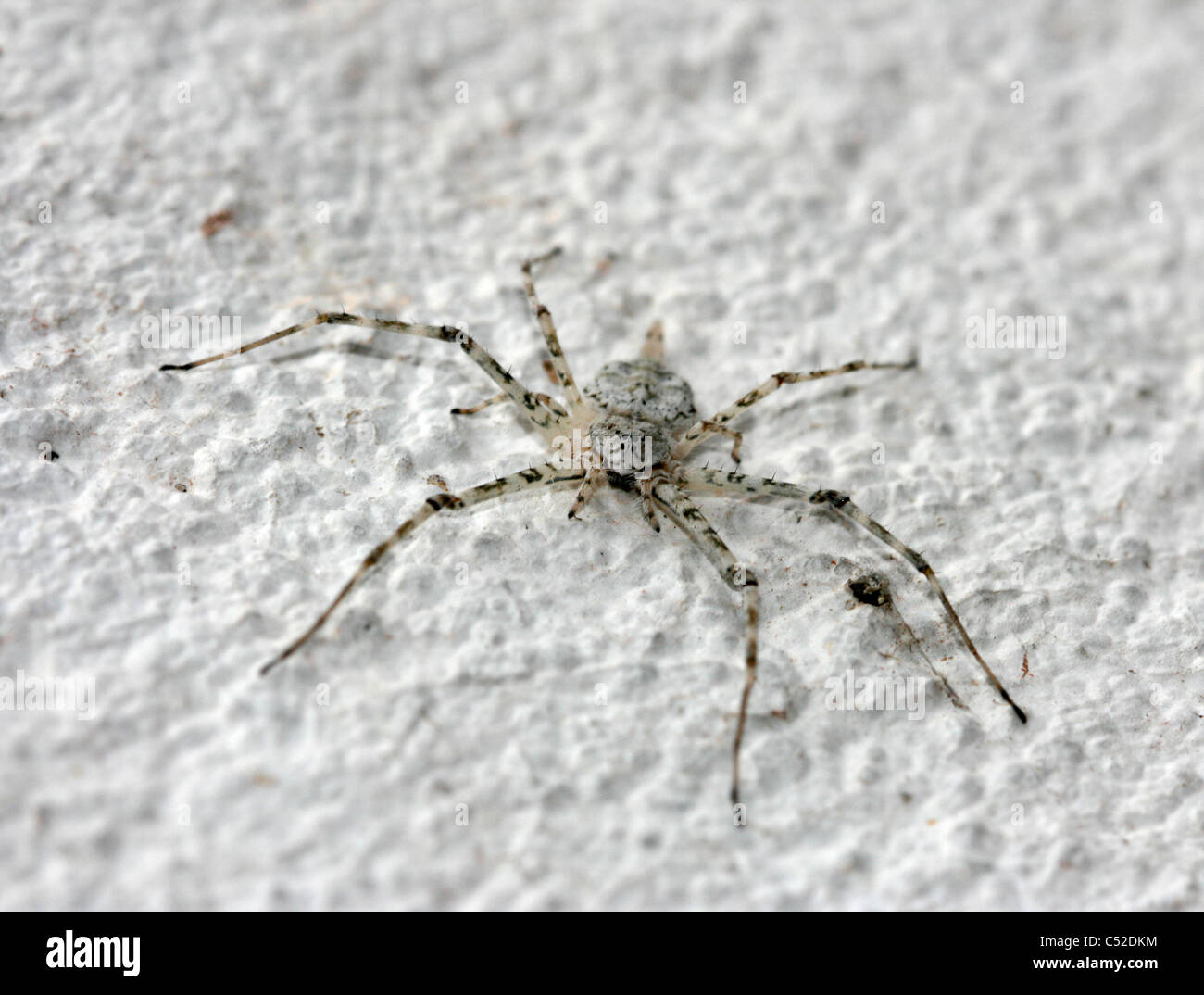 Spider well camouflaged against a wall, Uganda Stock Photo