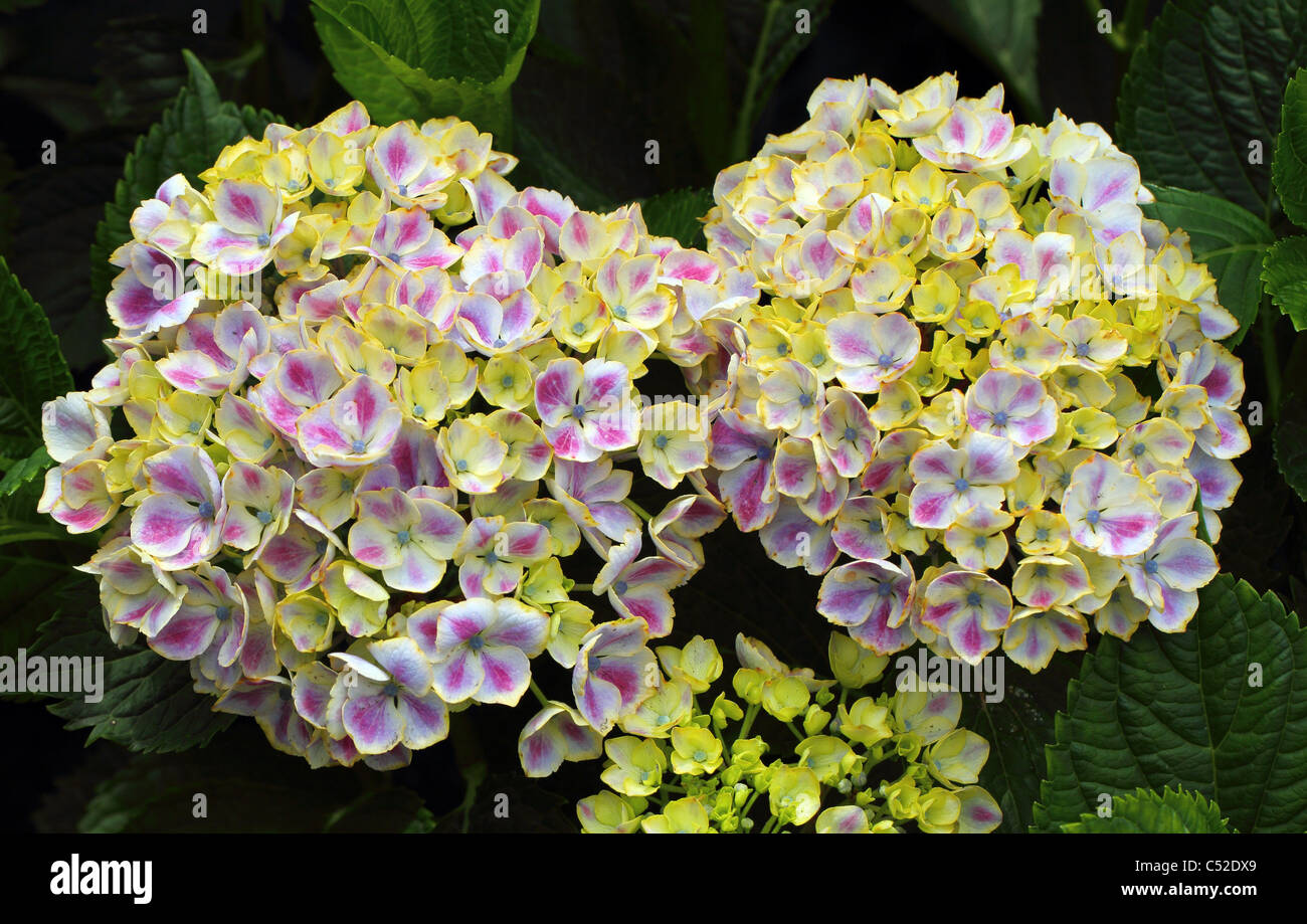 Hydrangea Budding Budding hydrangea hi-res stock photography and images - Alamy