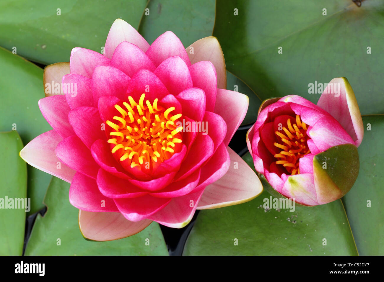 Pink water lily flower and bud close up Nymphea Stock Photo