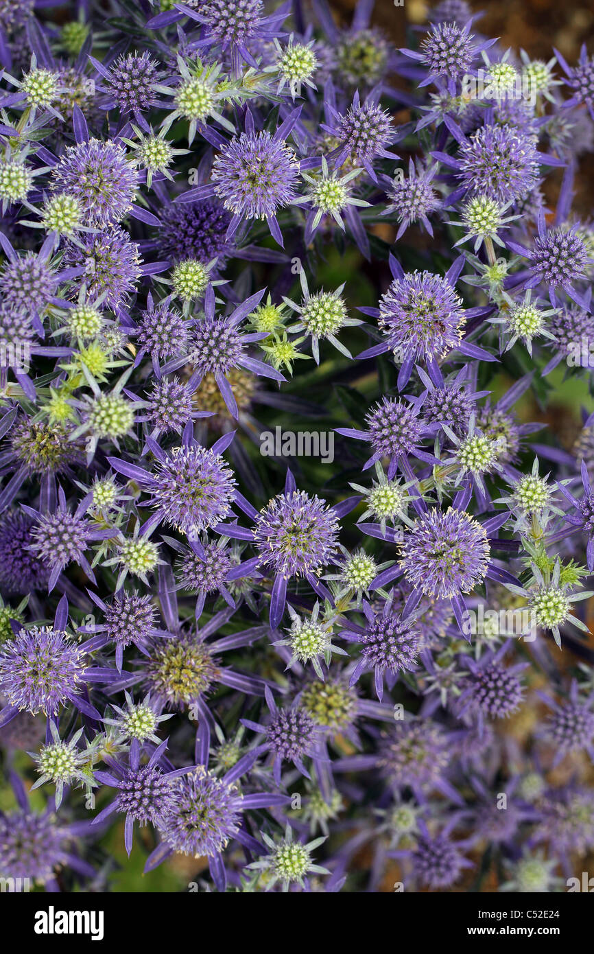 Flat sea holly blossom Eryngium planum Stock Photo Alamy