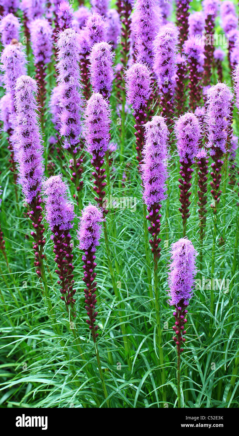 Blazing star purple flowers Liatris spicata Stock Photo