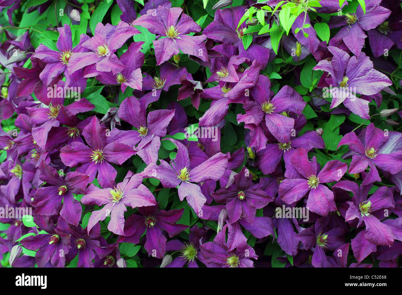 Purple clematis at full bloom Stock Photo Alamy