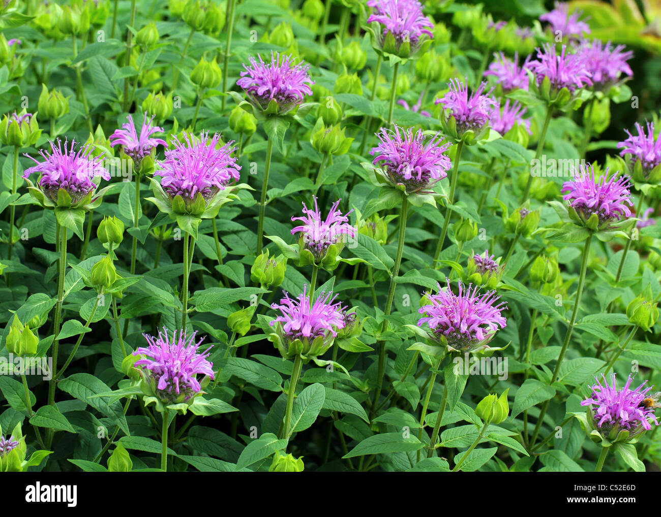 Bee balm bergamot Monarda didyma flowers Stock Photo