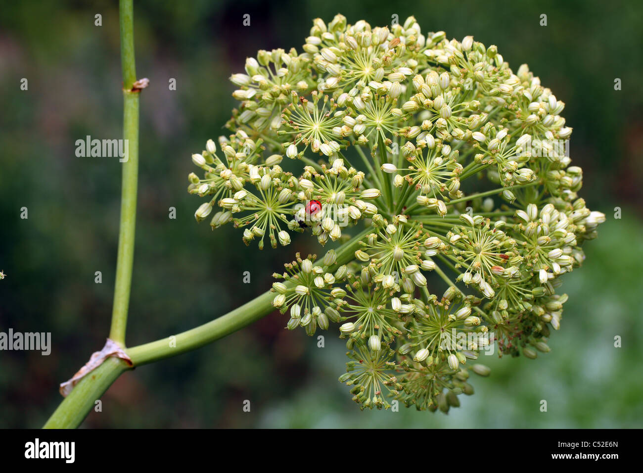 Angelica archangelica lot de 3 pieds Ang/élique