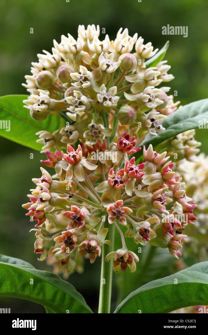 Common Milkweed blossom Asclepias syriaca Stock Photo