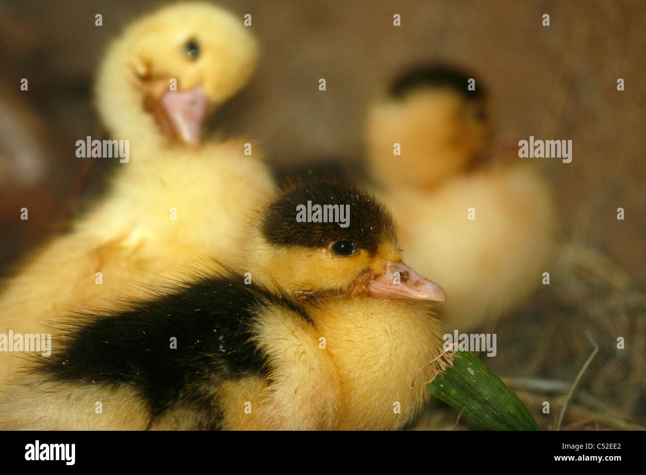 Young Muscovy ducklings (Cairina moschata) Stock Photo