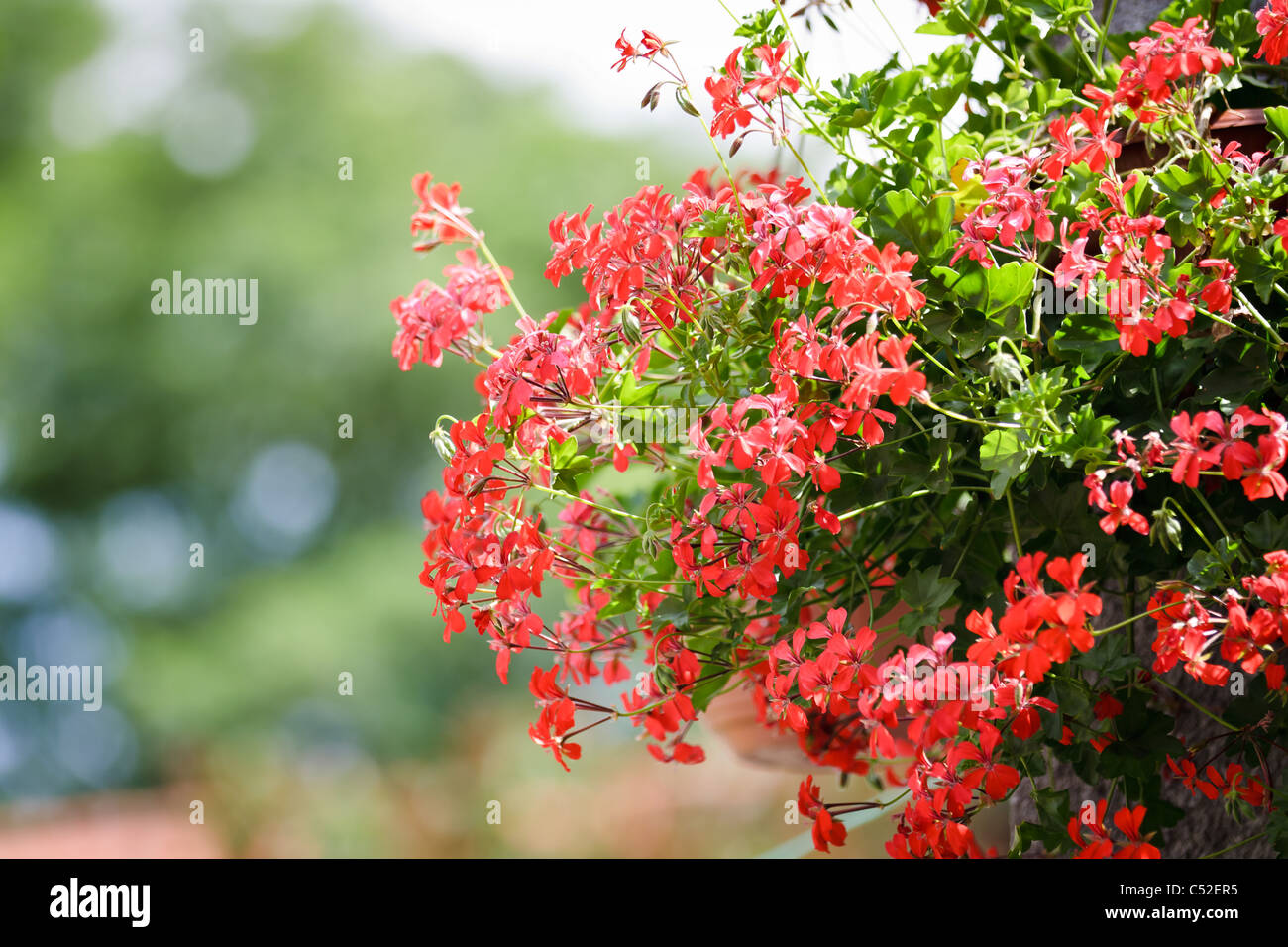 Geranium flower hanging in garden Stock Photo - Alamy