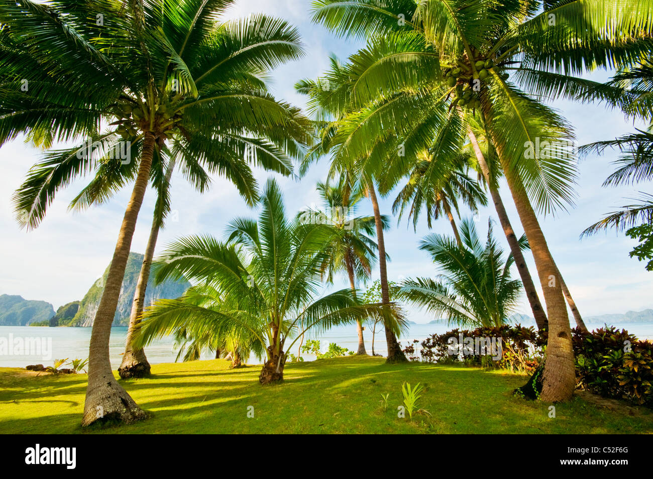 Palm trees ant the beach Stock Photo Alamy