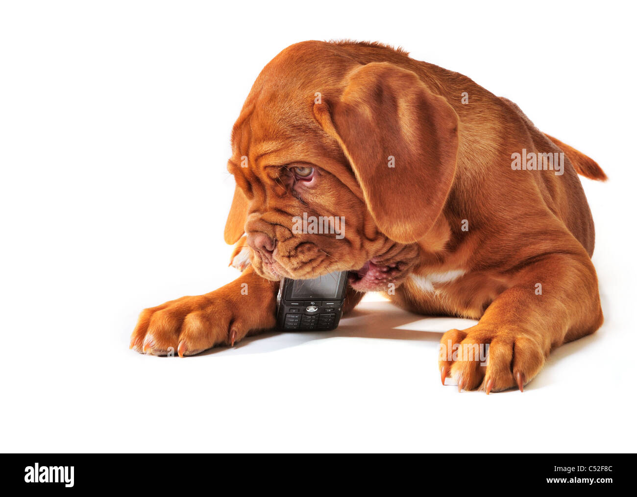 Puppy playing with mobile phone isolated Stock Photo - Alamy