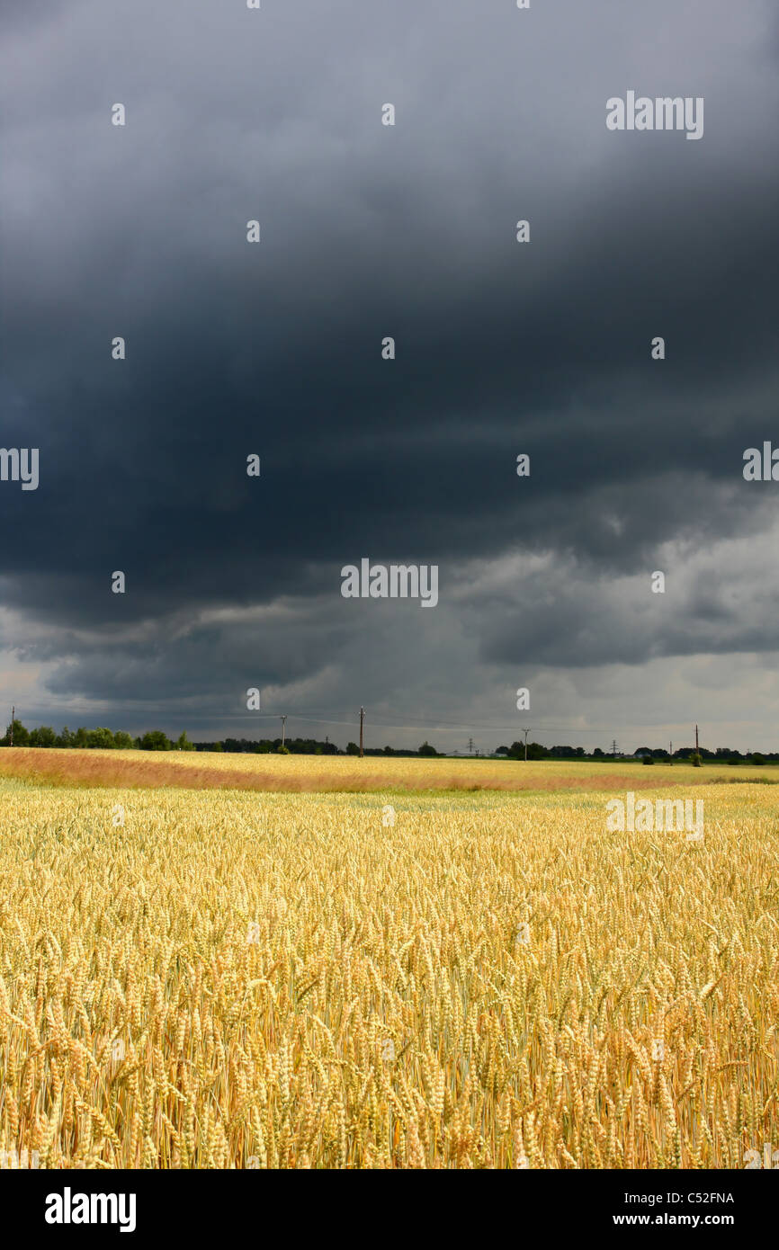 Wheat field storm clouds hi-res stock photography and images - Alamy