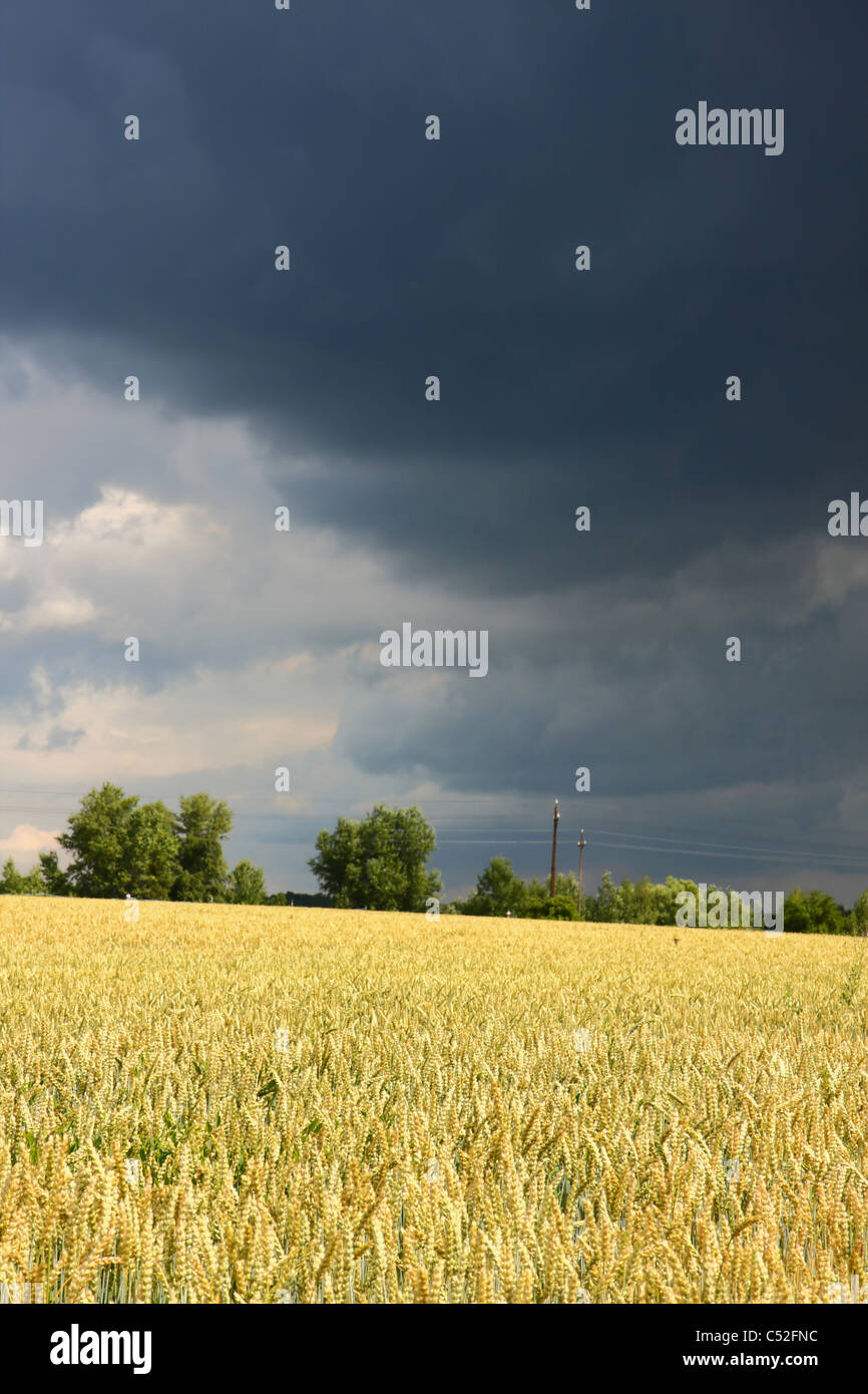 Wheat field before storm in summer Stock Photo - Alamy