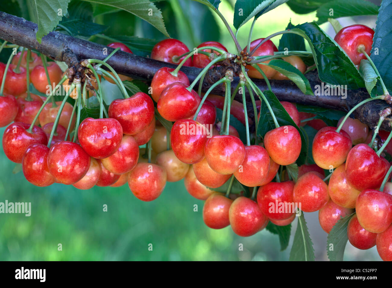 Rainier cherry tree hires stock photography and images Alamy
