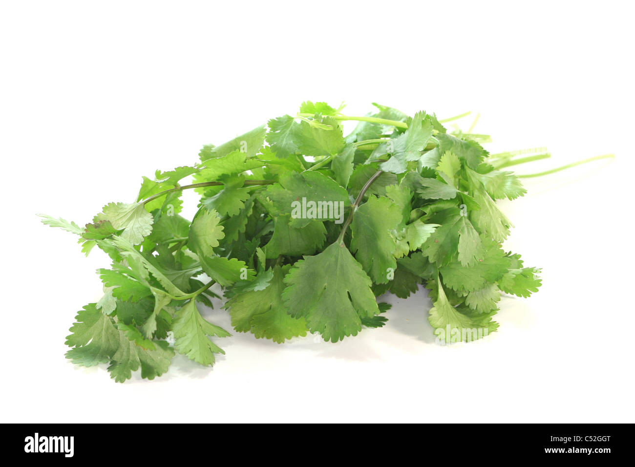 a bunch of fresh coriander on a white background Stock Photo - Alamy