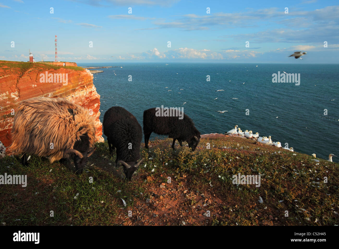 sheeps on the red bird cliff on island Heligoland (Helgoland); gannets sanctuary and the Heligoland lighthouse in the background Stock Photo