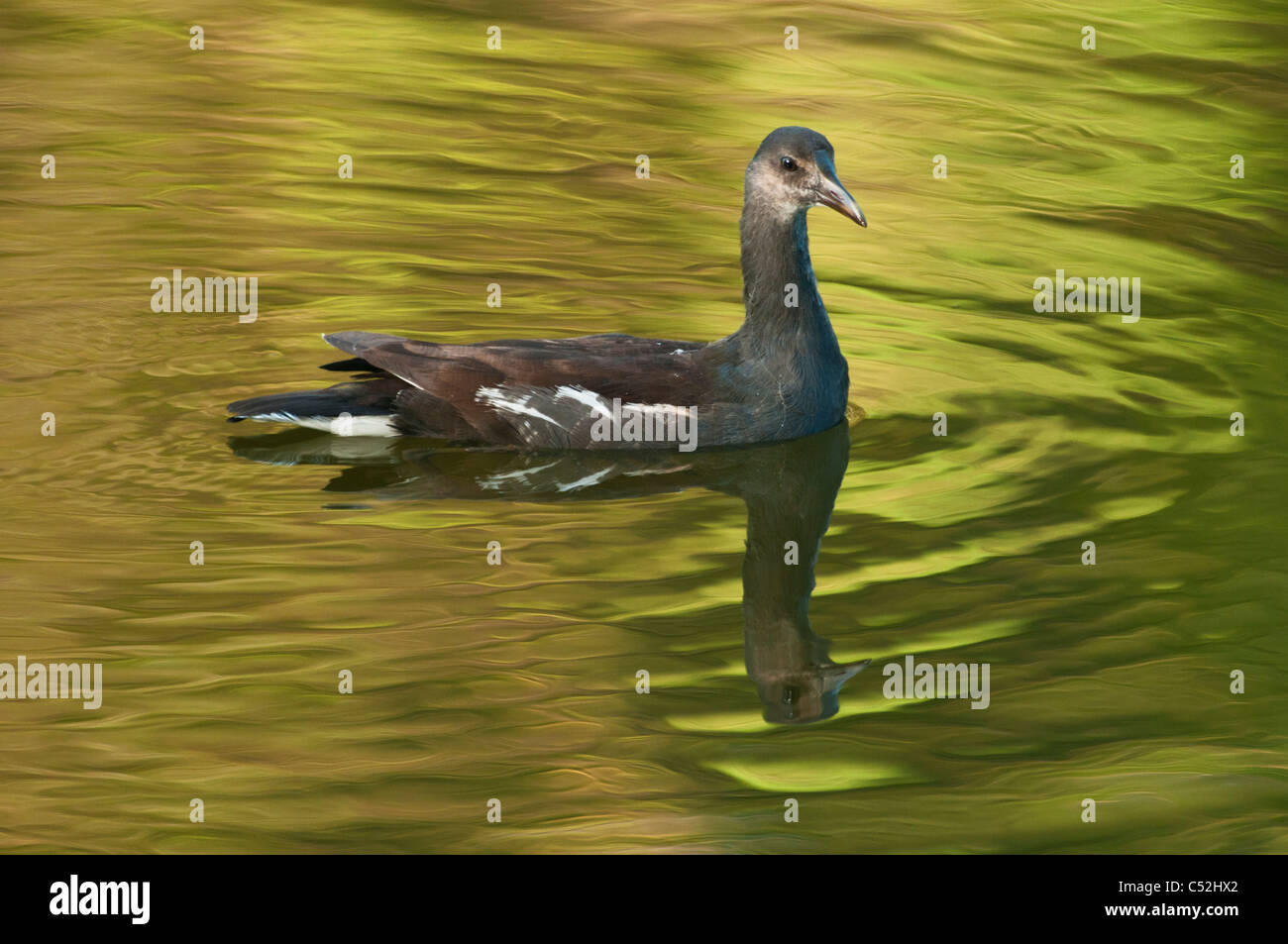 Moorhen on the Haines Creek River in Lake County Leesburg, Florida USA Stock Photo