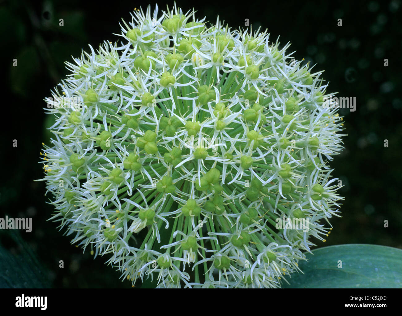Allium karataviense 'Ivory Queen' alliums garden plant plants cream flower  flowers onion family onions Stock Photo - Alamy