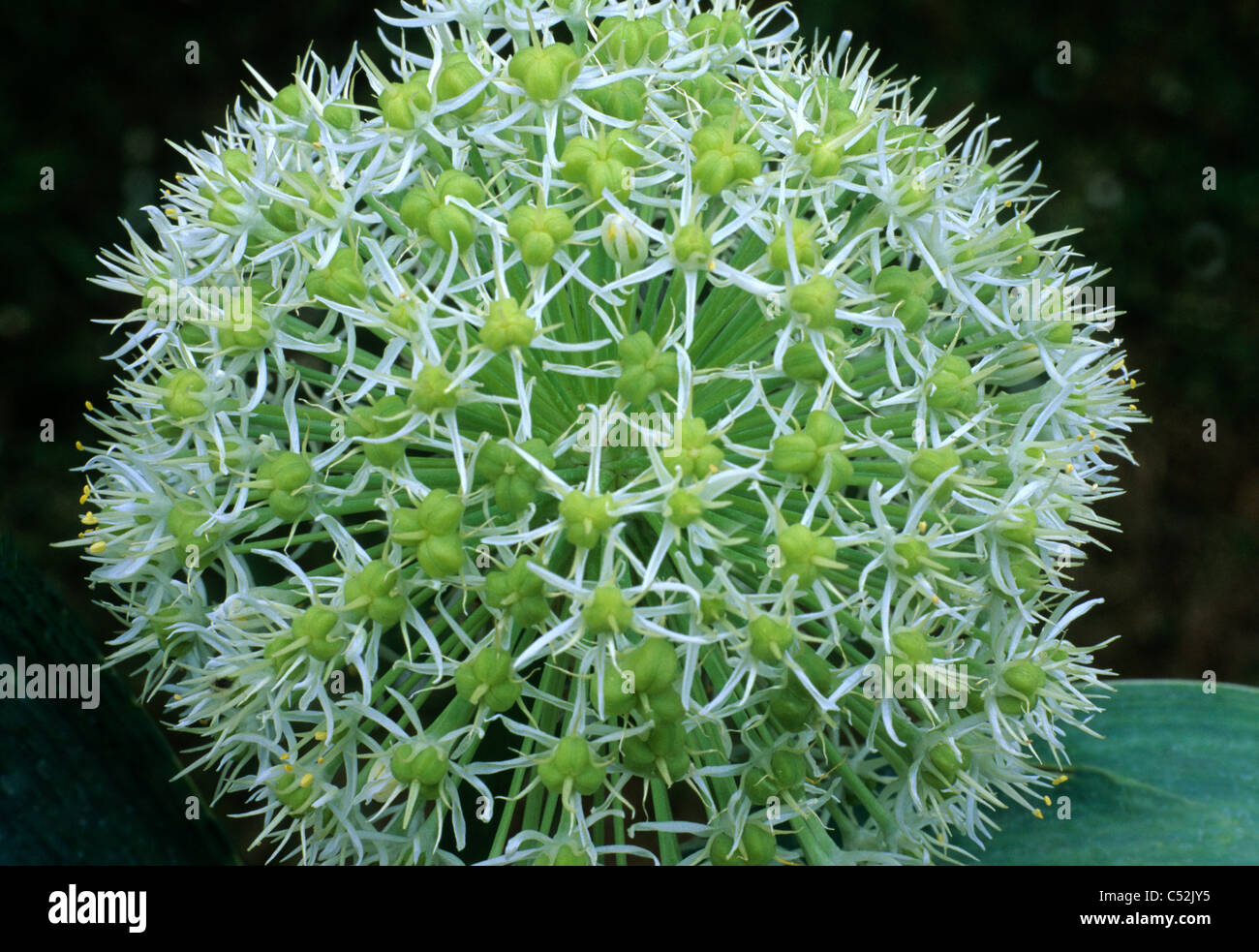 Allium karataviense 'Ivory Queen' alliums garden plant plants cream flower flowers onion family onions Stock Photo
