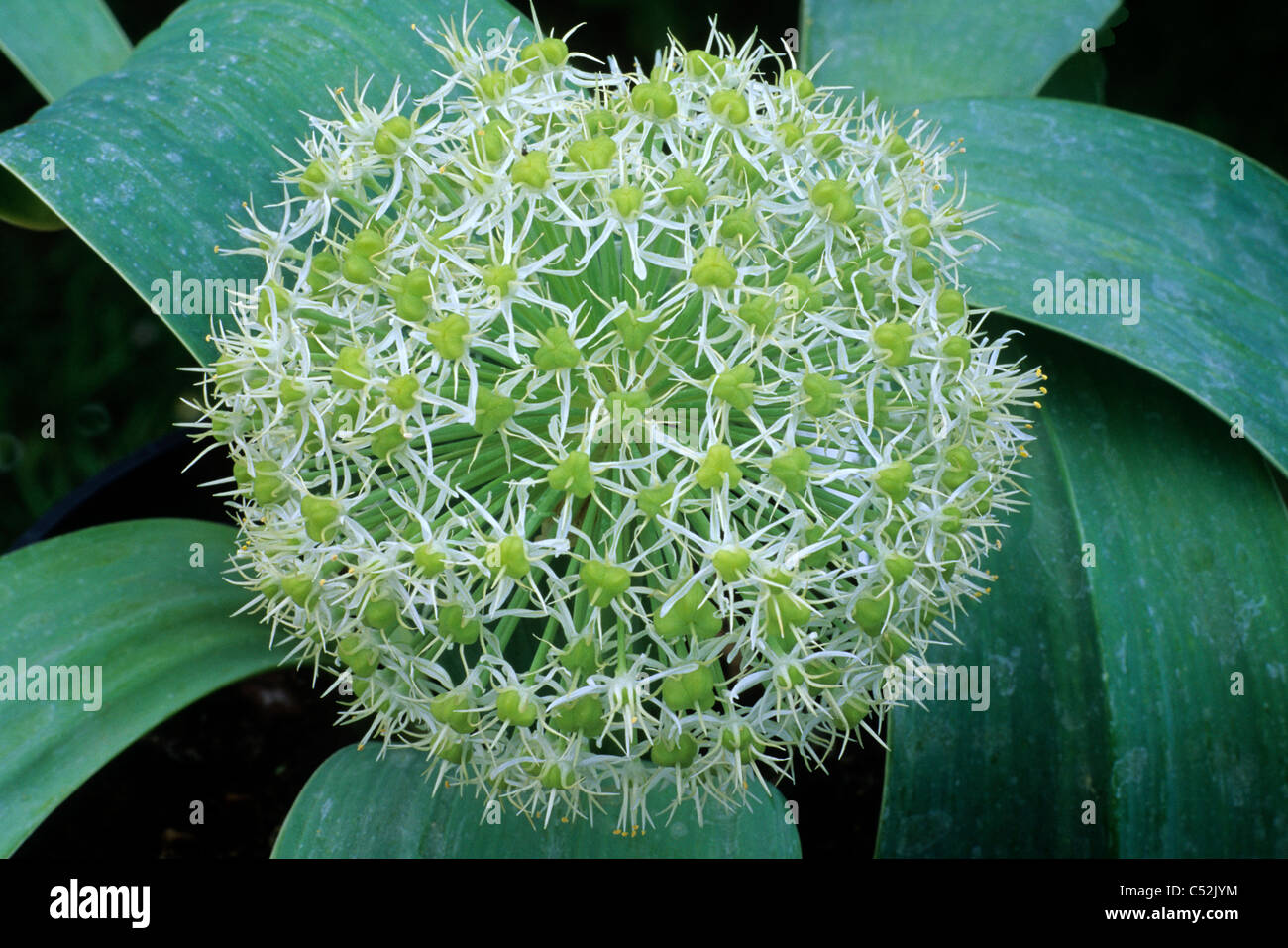 Allium karataviense 'Ivory Queen' alliums garden plant plants cream flower flowers onion family onions Stock Photo