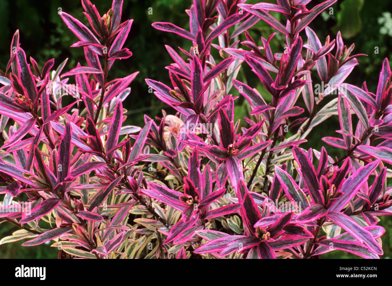 Hebe 'Heartbreaker' hebes red crimson leaf leaves foliage garden plant
