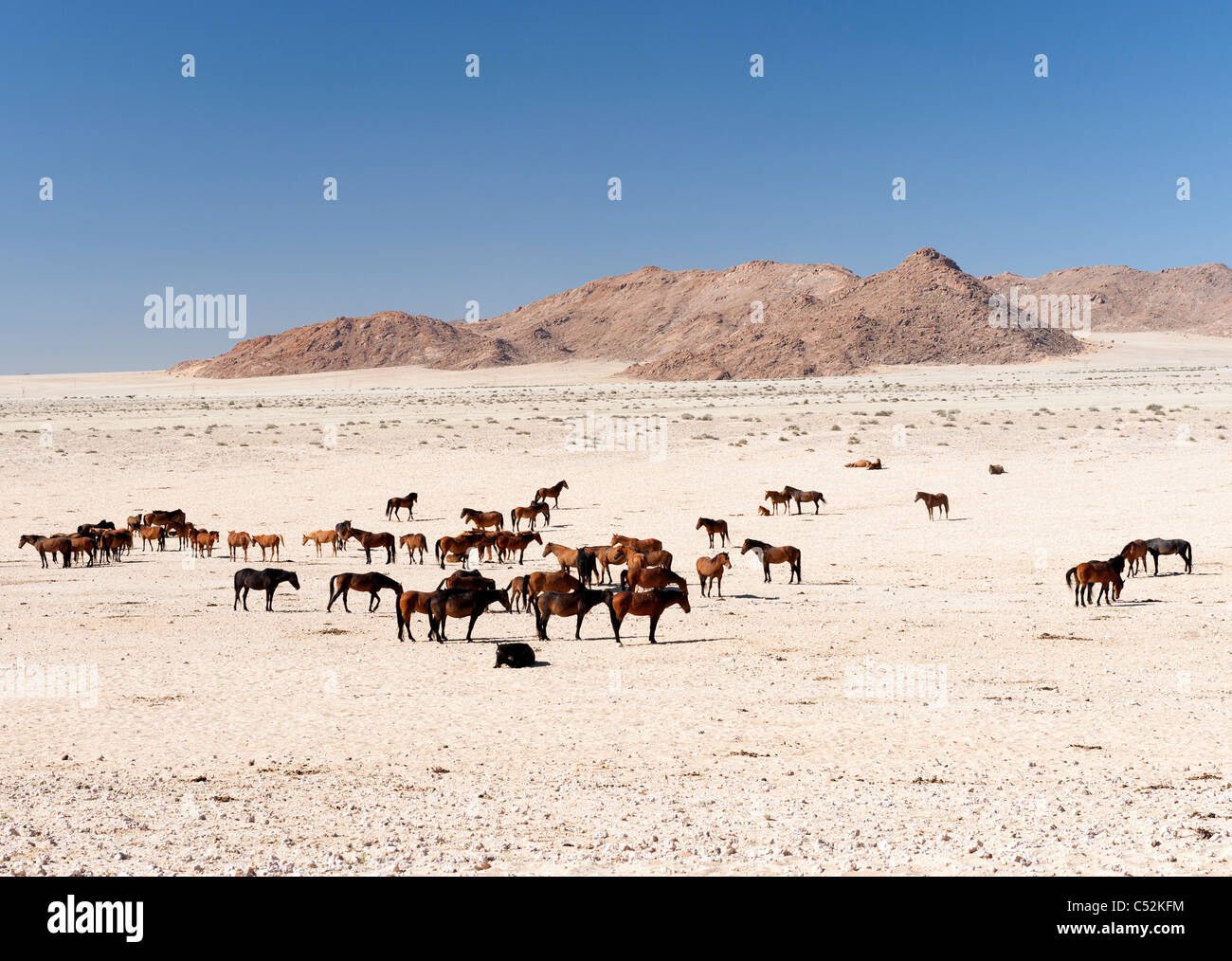 Wild horses of the Namib Desert on the Garub Plains near Lüderitz, Namibia Stock Photo