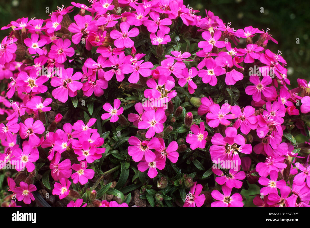 Saponaria 'Bressingham Pink' Soapwort saponarias flower flowers garden plant plants Stock Photo