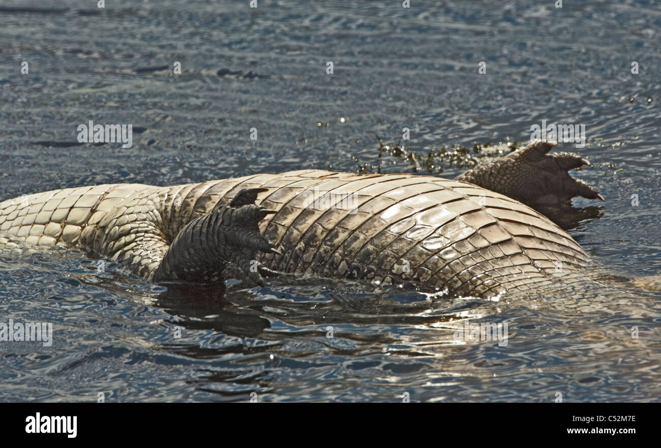 dead American Alligator Stock Photo