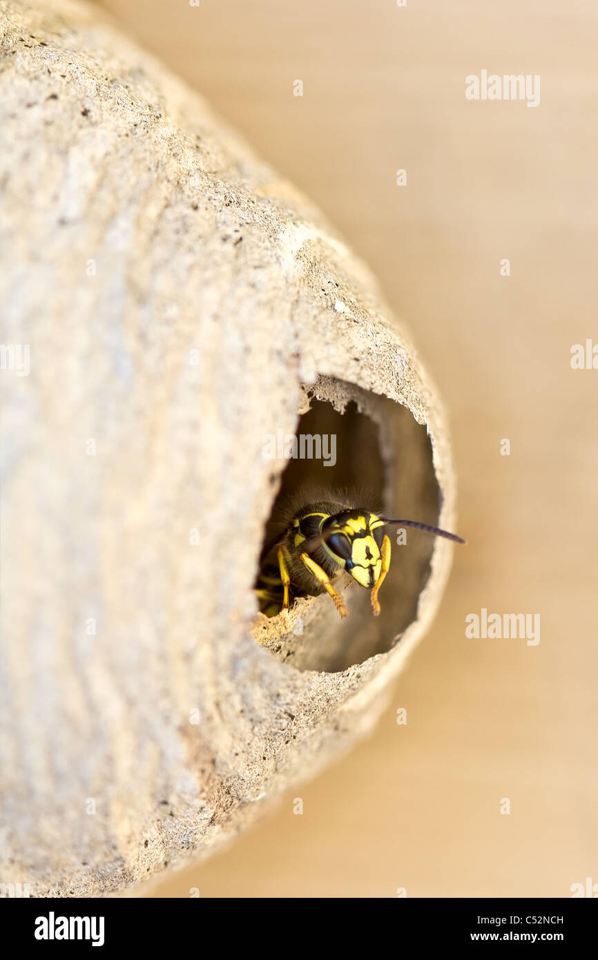 A bee keeping a lookout sticking its head out by the entrance of the bee hive. Stock Photo