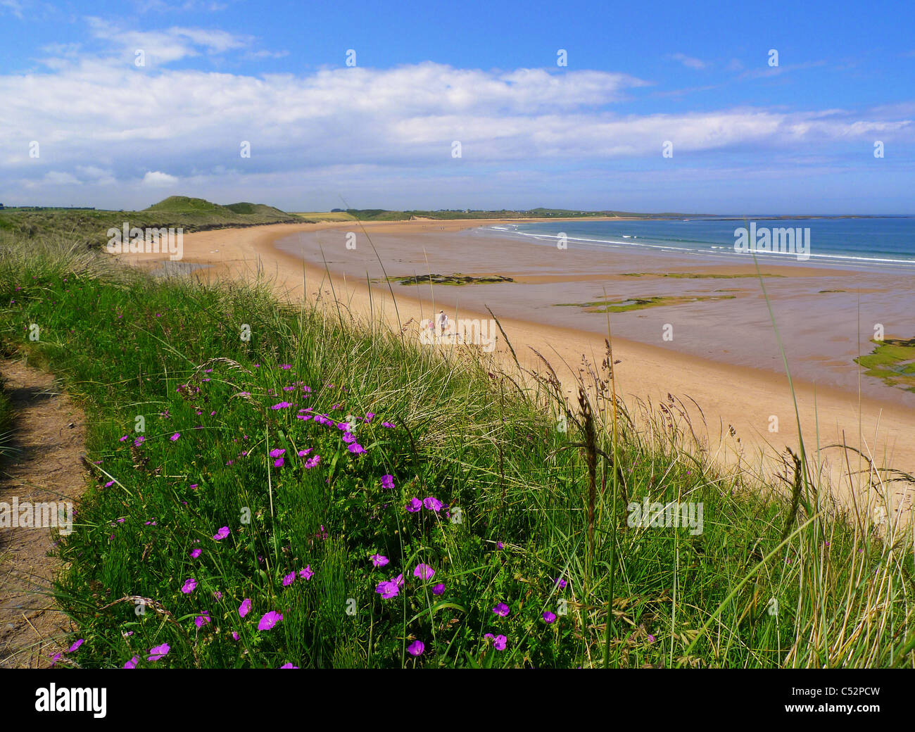 Embleton Bay Northumberland a sandy bay with sea in distance and  'bloody cranesbill', Northumberland's flower in foreground Stock Photo